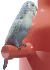 Parrot Parade Vase, Coral